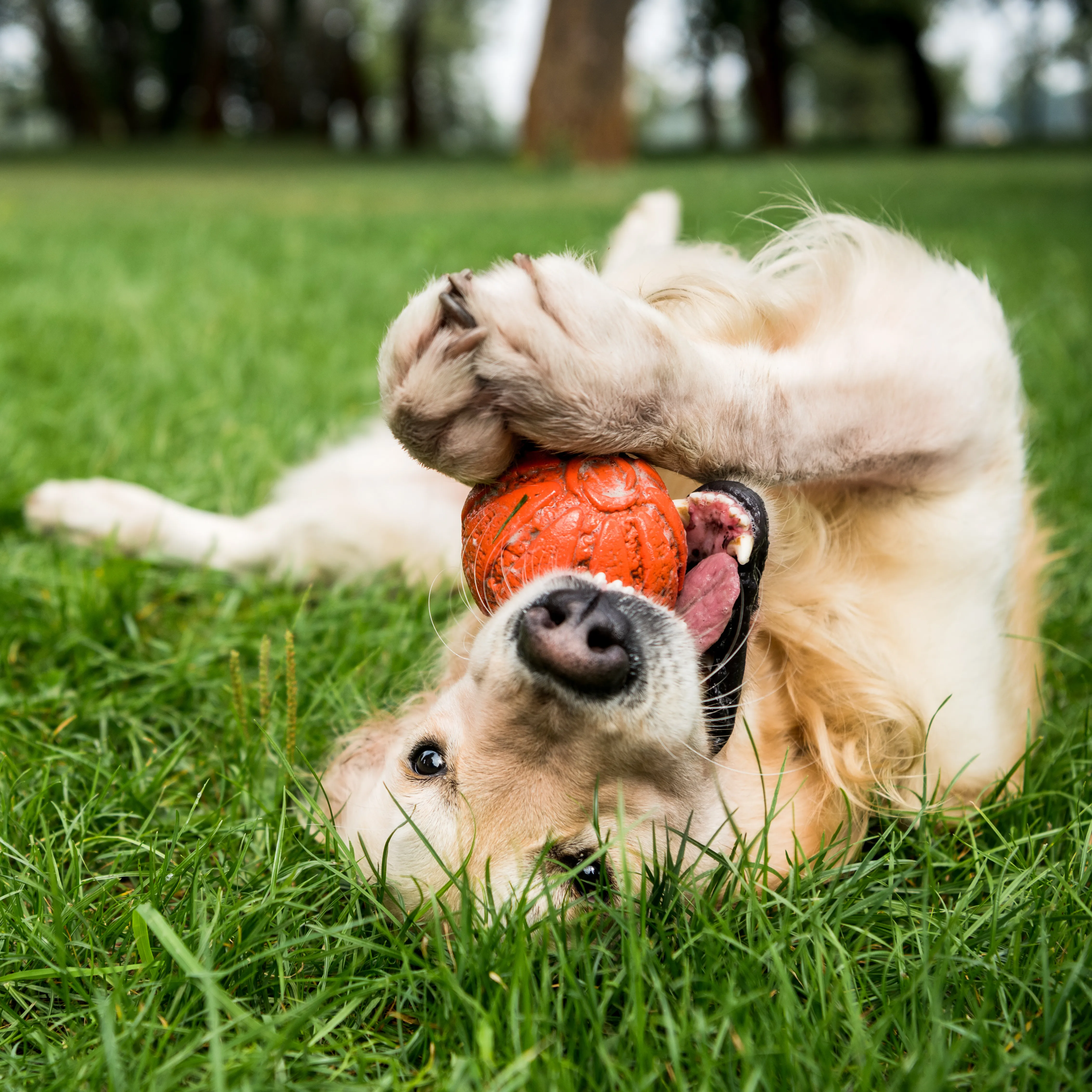 A happy dog playing with a ball